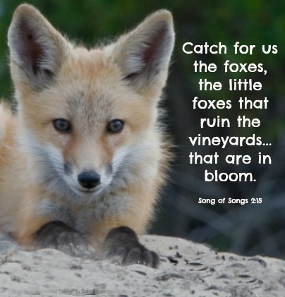 Catch for us the foxes... Song of Songs 2:15